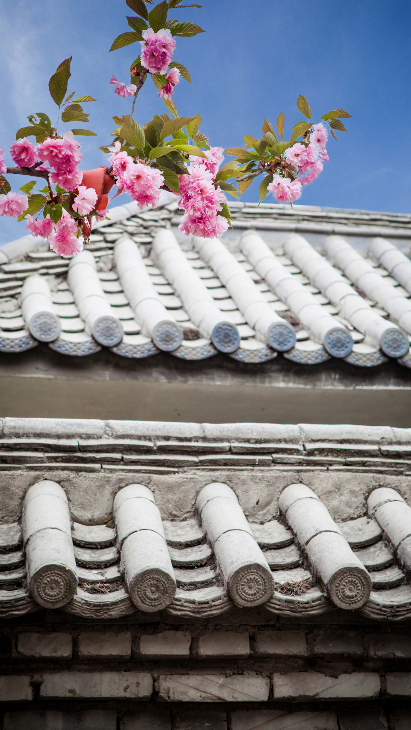 陕西 樱花与古建筑